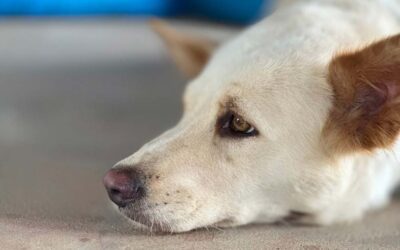 A kutya hamvasztást megelőzi a halál és az elmúlás jelei
