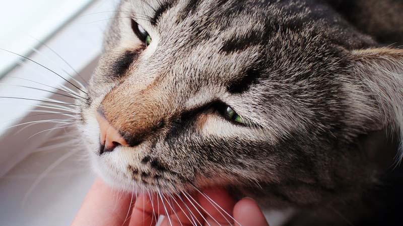 Macska hamvasztás: mit tehet még, hogy támaszt kapjon a veszteségben?